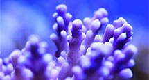 Coral Reef Aquarium