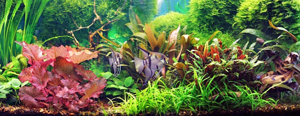 Freshwater Aquarium