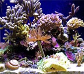 Saltwater Aquarium Filtration