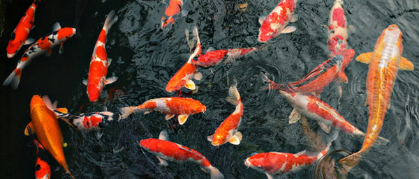 Koi Pond