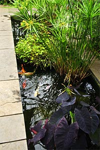 Backyard Koi Pond