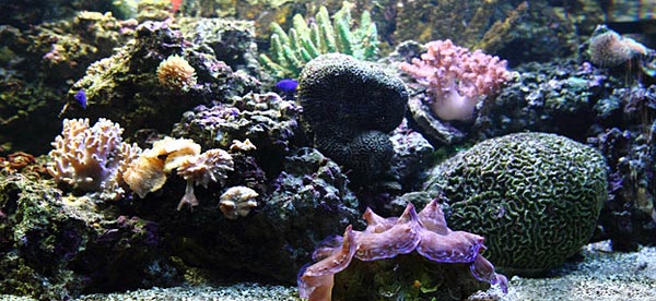 Reef Aquarium with Live Rock