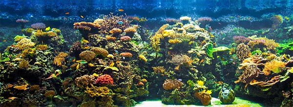 Saltwater Reef Aquarium