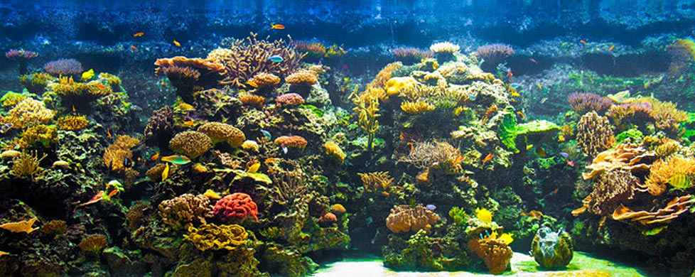 Aquarium Filter Guide